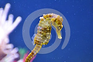 Seahorse - genus hippocampus