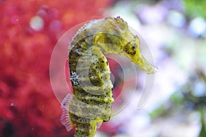 Seahorse - genus hippocampus
