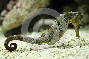 Seahorse
