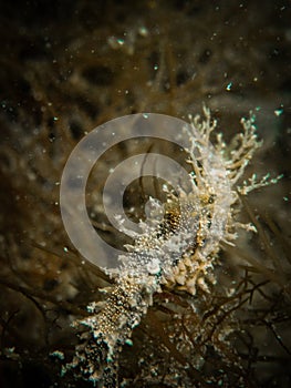 A seahorse hides camoflauged in algae off Venice Beach on a shark tooth dive, Florida