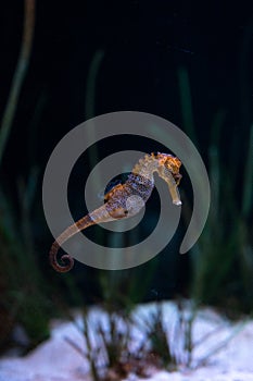 Seahorse or hippocampus genus Hippocampus, marine fish belonging to the Syngnathidae family