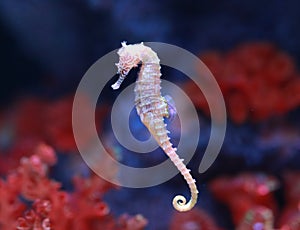 Seahorse Hippocampus swimming in aquarium tank