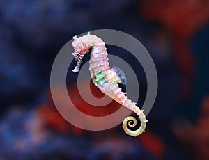 Seahorse Hippocampus swimming in aquarium tank photo