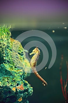 Seahorse