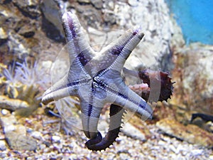 Seahorse kiss Starfish