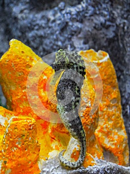 Seahorse in a large aquarium in the oceanarium