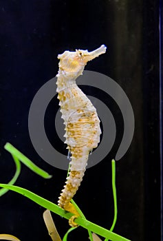 Seahorse in a large aquarium in the oceanarium