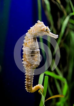 Seahorse in a large aquarium in the oceanarium