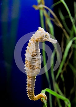 Seahorse in a large aquarium in the oceanarium