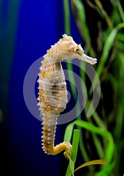 Seahorse in a large aquarium in the oceanarium