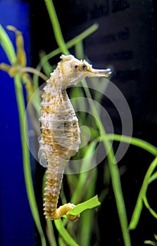 Seahorse in a large aquarium in the oceanarium