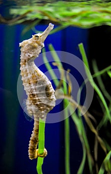 Seahorse in a large aquarium in the oceanarium