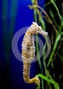 Seahorse in a large aquarium in the oceanarium