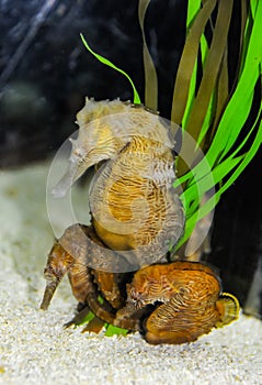 Seahorse in a large aquarium in the oceanarium