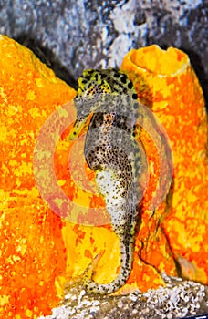 Seahorse in a large aquarium in the oceanarium