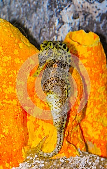 Seahorse in a large aquarium in the oceanarium