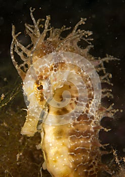 Seahorse in the mediterranean, costa brava in the foreground and with black background