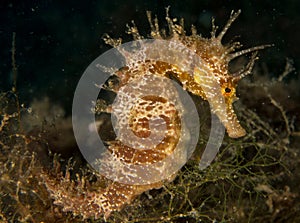 Seahorse in the mediterranean, costa brava in the foreground and with black background photo