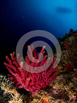 Seahorse in the mediterranean, costa brava in the foreground and with black background photo