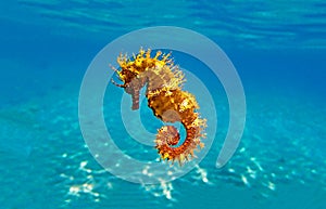 Seahorse is the name given to 46 species of small marine fish in the genus Hippocampus