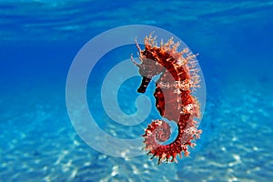 Seahorse is the name given to 46 species of small marine fish in the genus Hippocampus
