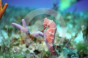 Seahorse off cozumel photo