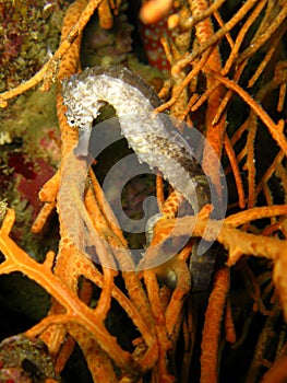 Seahorse on orange coral branches