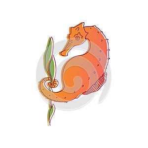 Seahorse is orange with a large belly and is surrounded by a thin black outline. Vector illustration on white background