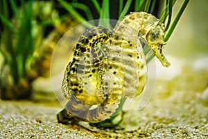 seahorse pair in sea grass. interesting to watch