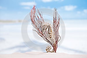 Seahorse with red corals on white sand beach, ocean