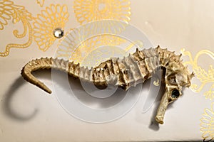 Seahorse, skeleton of a seahorse