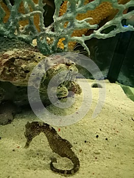 Seahorse small marine fish aquaria klcc photo