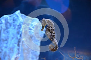 Seahorse swims past