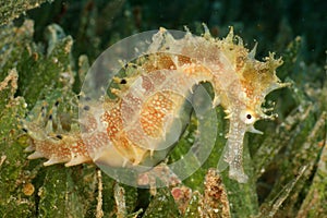 Seahorse photo