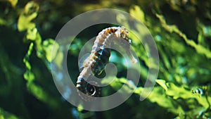 Seahorse Underwater Specie- Specimen Of Longsnout Seahorse Slender Seahorses