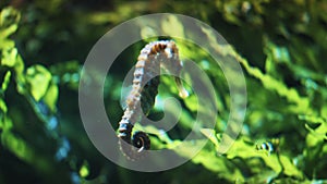 Seahorse Underwater - Specimen Of Longsnout Seahorse A Unique Underwater Specie