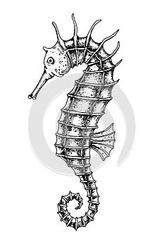 Seahorse. Vector hand drawn illustration of Sea Horse on isolated background in outline style. Drawing of sea animal