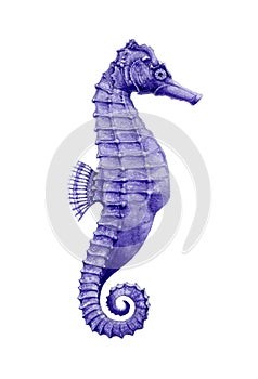 A seahorse watercolor illustration. Hand drawn small tropical sea fish, aquarium colorful creature, isolated on white background