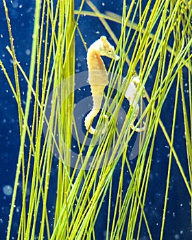 Seahorses