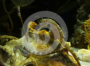 Seahorses in Aquarium photo
