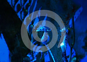 Seahorses in blue ocean water big belly seahorse photo