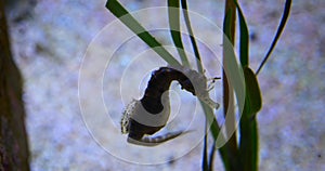 Seahorses evolving in the water to cling to a seaweed (slow motion 4k)