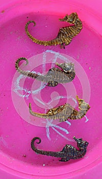 Seahorses in pink plastic container being sold by fish mongers & fisherman at Marseille old town main harbour, southern France