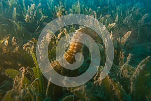 Seahorses in the Red Sea, eilat israel a.e