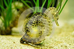 seahorses in sea grass. small aquatic animals in close up. interesting to observe