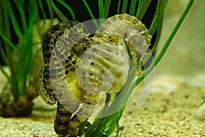 seahorses in sea grass. small aquatic animals in close up. interesting to observe