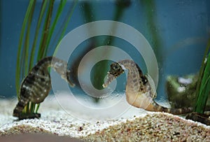 Seahorses at wildlife park photo