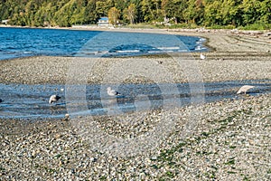 Seahurst Beach Seagulls