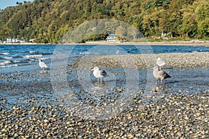 Seahurst Beach Seagulls 2