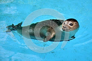 Seal